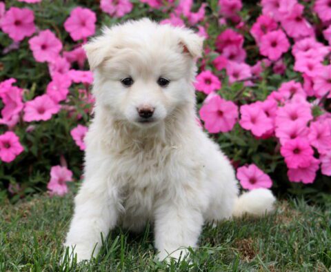 Kira Pomsky