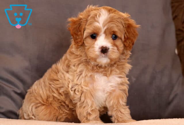 Kiwi Cavapoo image