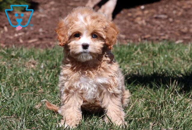 Kiwi Cavapoo Retake image