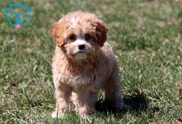 Kiwi Cavapoo Retake2 image