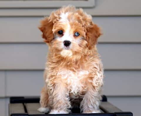 Kiwi Cavapoo Retake3