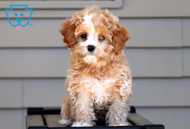 Kiwi Cavapoo Retake3 image