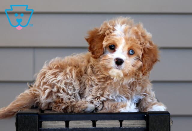 Kiwi Cavapoo Retake4 image