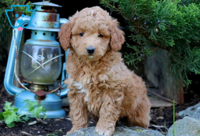 Kiwi Mini Goldendoodle 1-001