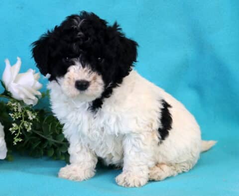 Koa Bichpoo