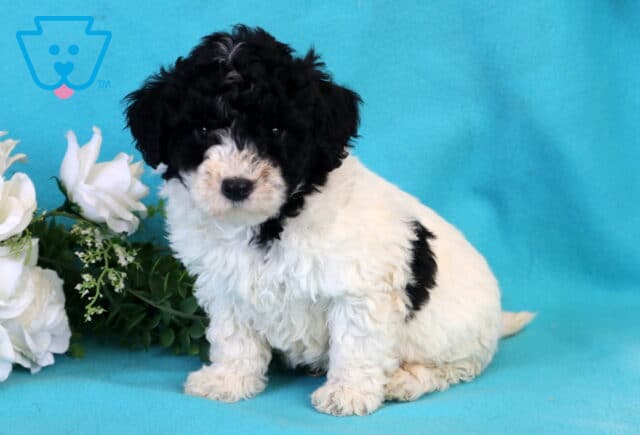 Koa Bichpoo image