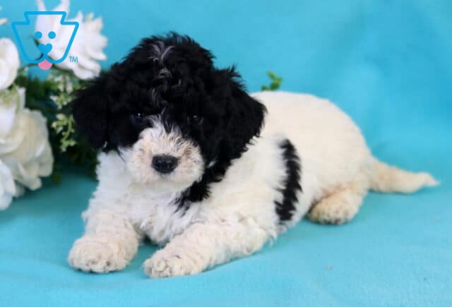 Koa Bichpoo2 image