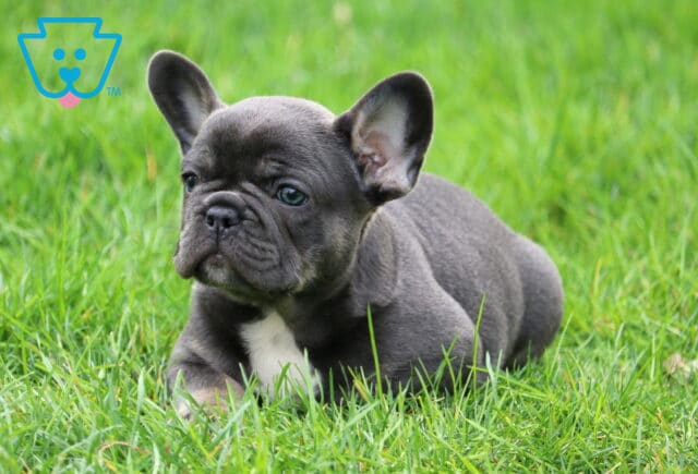 Koa Frenchie image