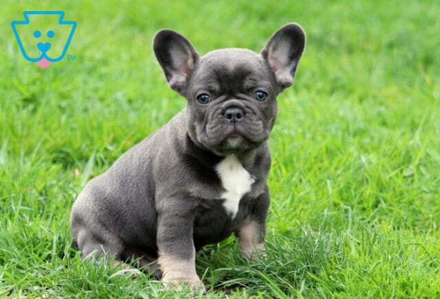 Koa Frenchie2 image