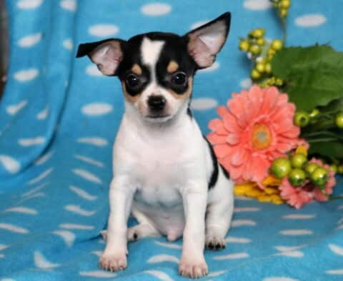 Kobe Chihuahua2