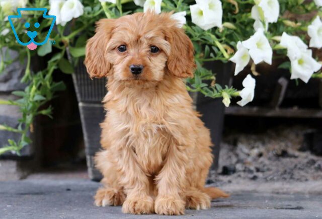 Kody Cavapoo