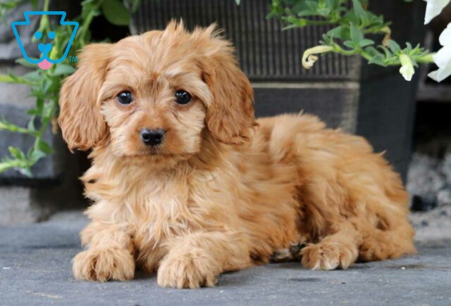 Kody Cavapoo2