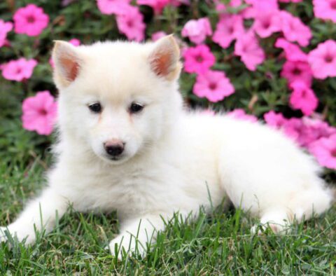 Koke Pomsky