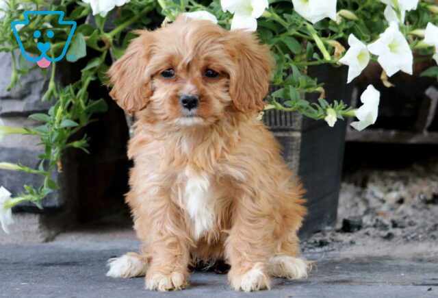 Koko Cavapoo