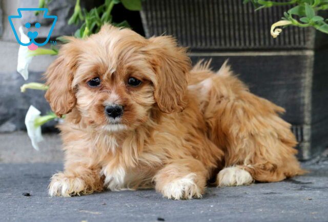 Koko Cavapoo2