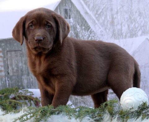 Koko Choc Lab
