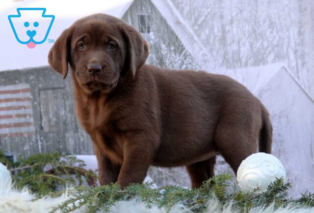 Koko Choc Lab image