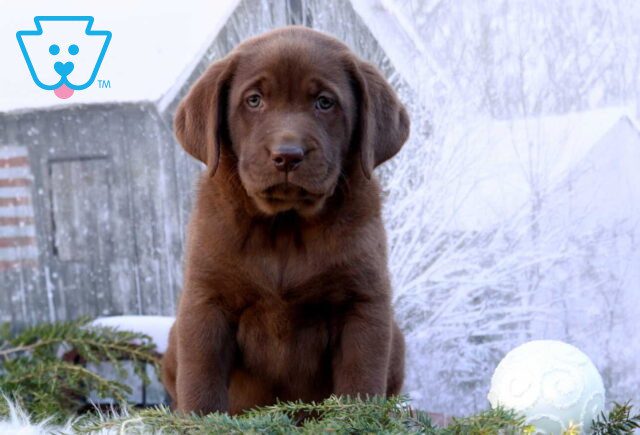 Koko Choc Lab2 image