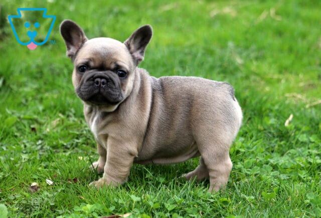 Koko Frenchie image