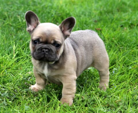 Koko Frenchie2