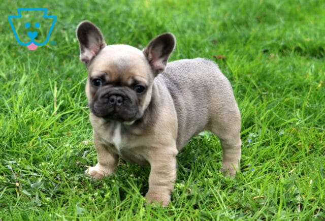 Koko Frenchie2 image