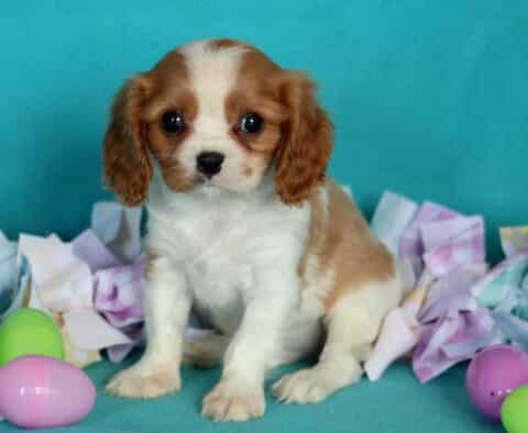 Kolby Cavalier