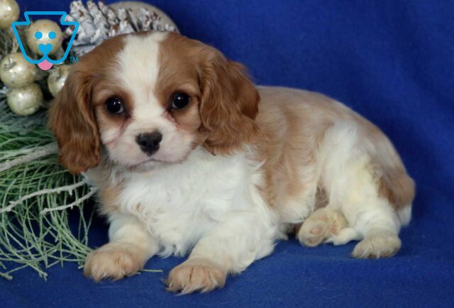 Kolby Cavalier image