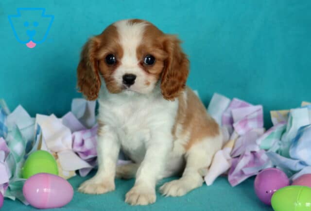 Kolby Cavalier image