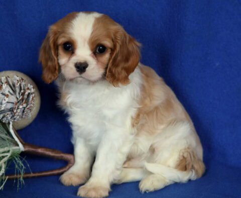 Kolby Cavalier2