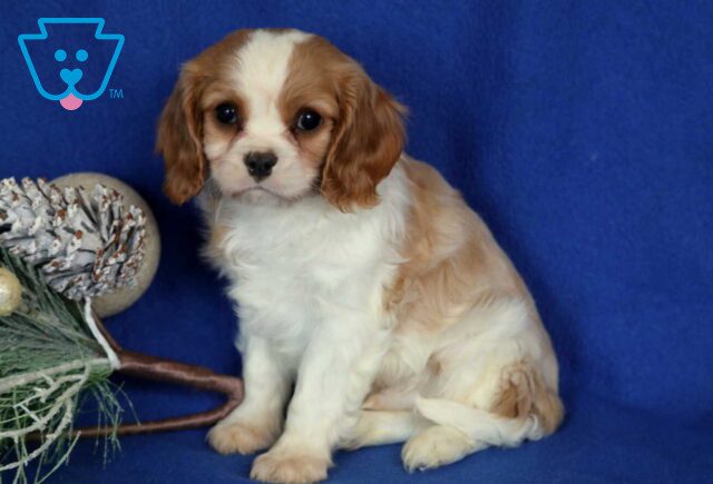 Kolby Cavalier2 image