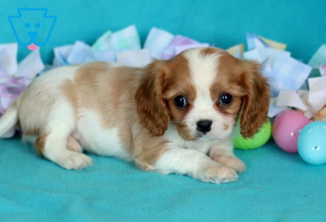 Kolby Cavalier2 image