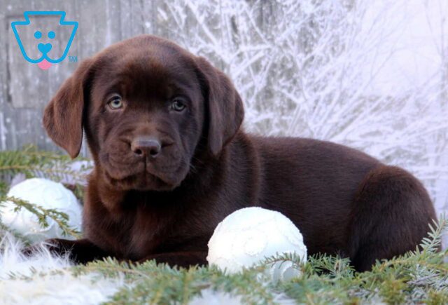 Kolby Choc Lab image