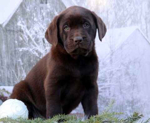 Kolby Choc Lab2