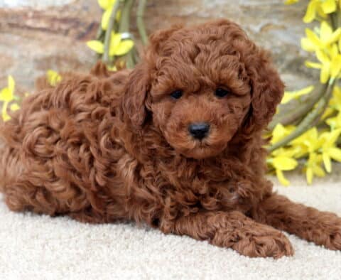 Kyle Mini Poodle