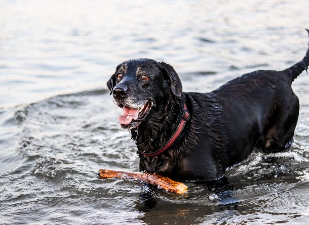 Black lab playing in water