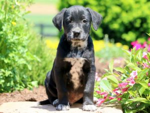 lab mix puppies for sale