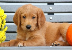 labradoodle puppies for sale