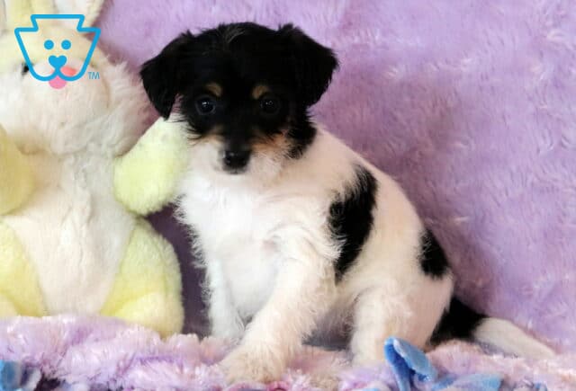 Lacy Jackapoo image