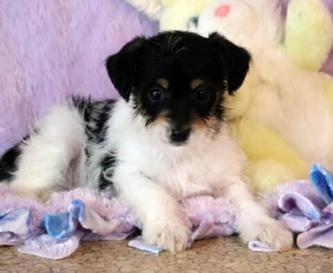Lacy Jackapoo2