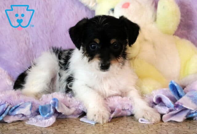 Lacy Jackapoo2 image
