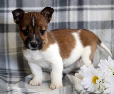 Laney Jack Russell