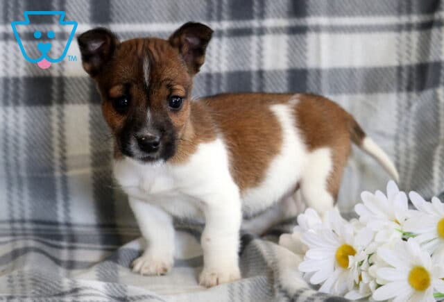 Laney Jack Russell image