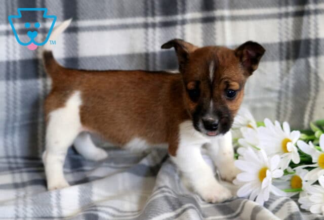 Laney Jack Russell2 image