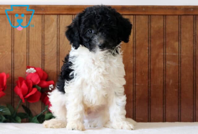 Larry Mini Goldendoodle image