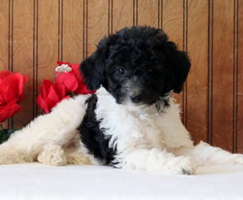Larry Mini Goldendoodle2