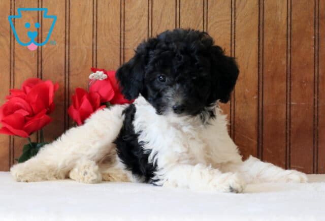 Larry Mini Goldendoodle2 image