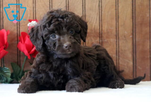 Leah Mini Goldendoodle image