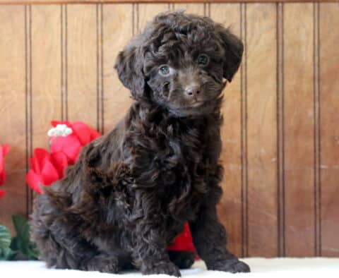 Leah Mini Goldendoodle2