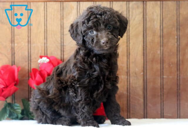 Leah Mini Goldendoodle2 image