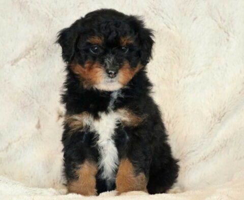 Leisel Mini Aussiedoodle